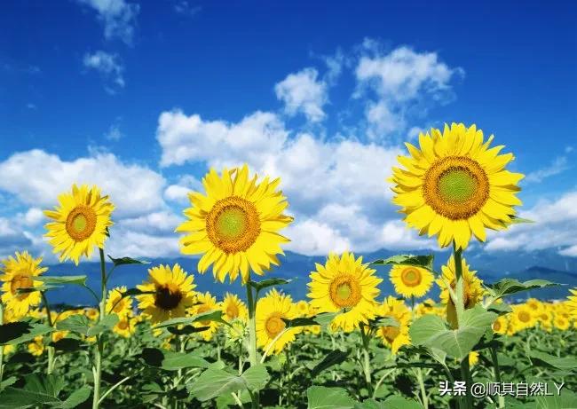 健康养生讲堂,老人健康养生