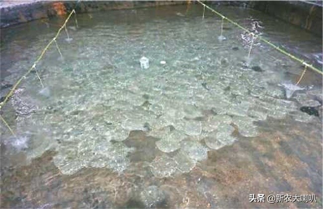 多宝鱼病怎么治疗,多宝鱼黑斑病怎么治疗