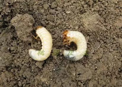 桃园地下害虫怎么治,桃园瓢虫的治理