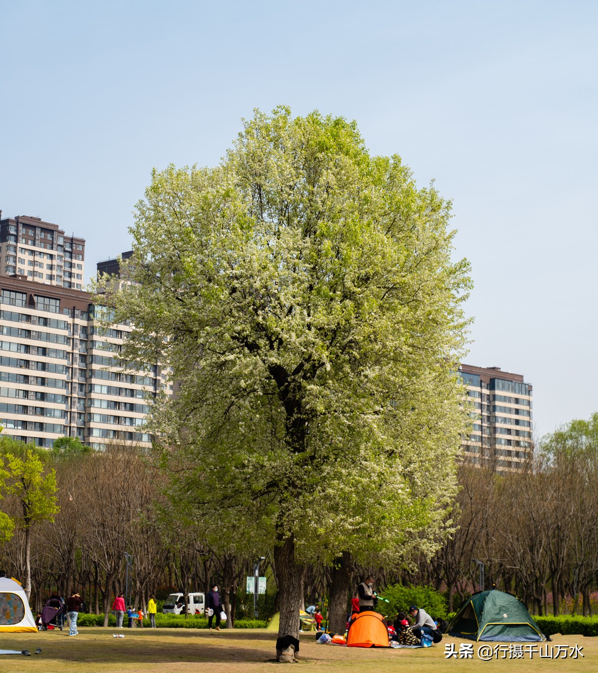 济南森林公园色彩斑斓秋意渐浓,济南今年的森林公园风景如画