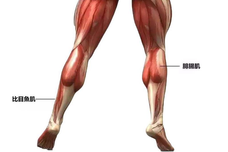 肌肉腿塑形的烦恼,怎么改善脂肪型肌肉腿