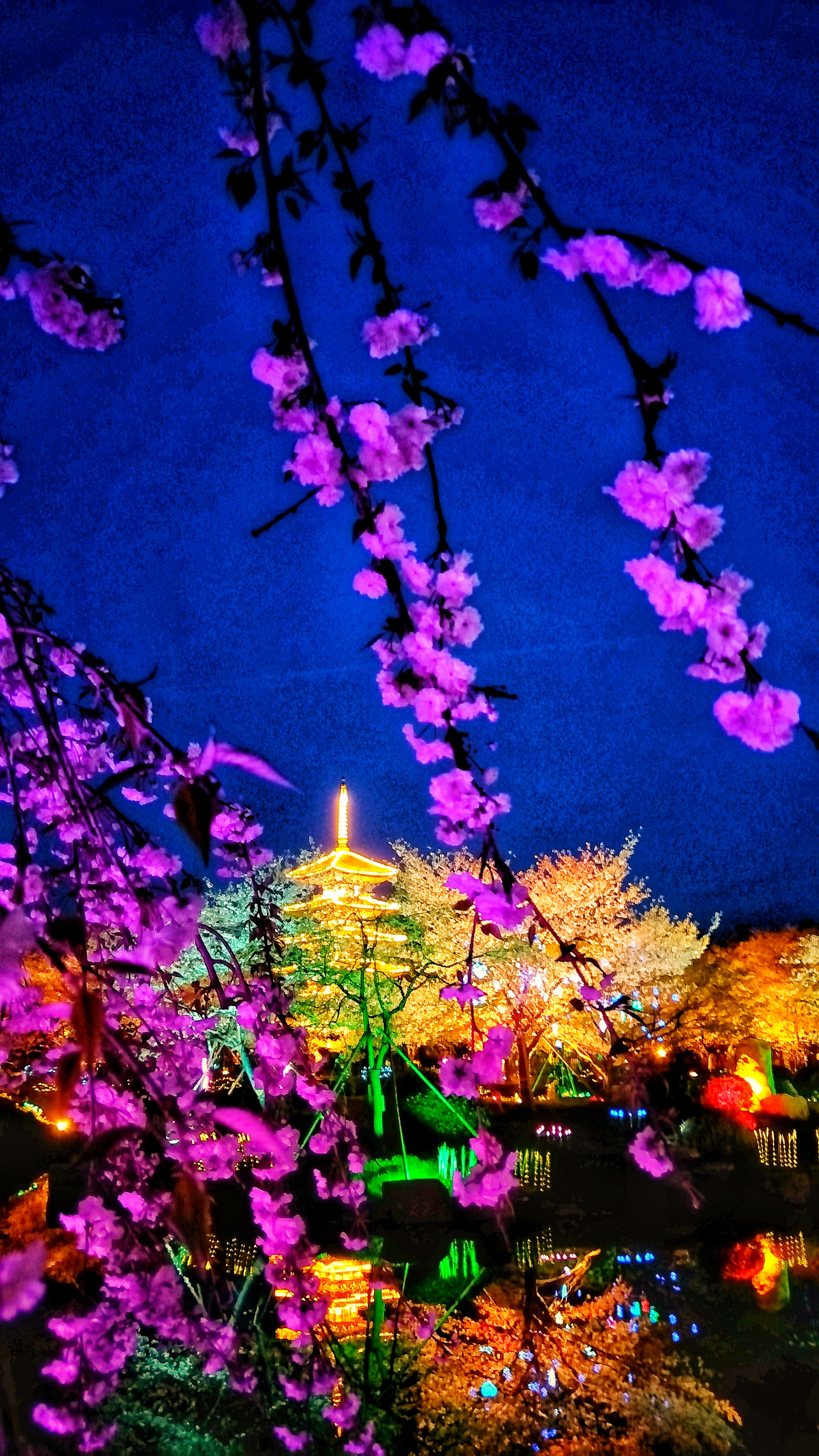 武汉赏樱之旅,武汉东湖樱园赏樱