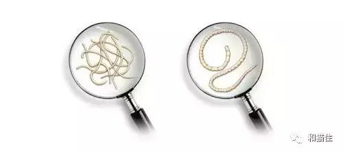 猫咪呕吐拉稀去医院治疗没有好转,猫咪呕吐不要着急