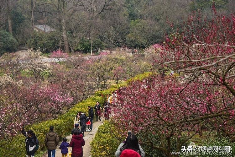 南京梅花山梅花开了吗,来南京梅花山赏梅花