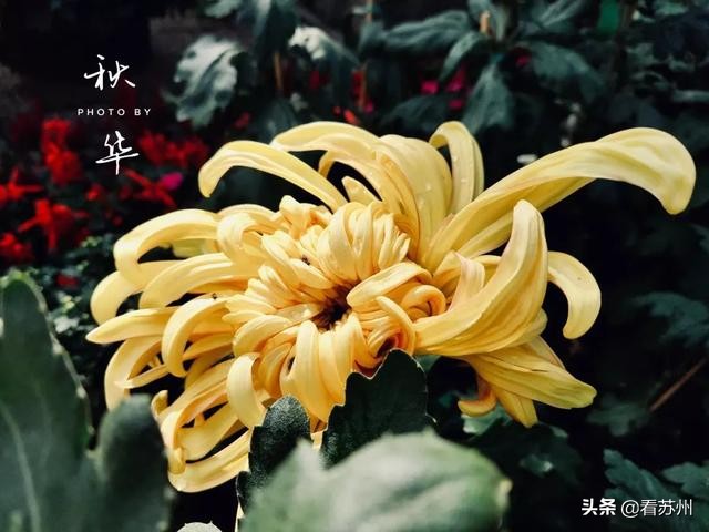 一入秋苏州怎就美成了姑苏,一入秋南京就成了金陵