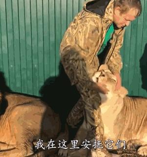 给母猪保健用什么中药最好,给母猪做产后护理