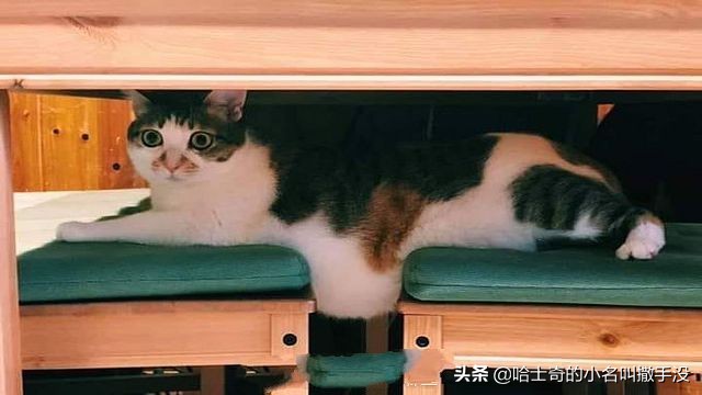 说猫咪是液体，我这回真的信了，简直就是毛绒版的俄罗斯方块