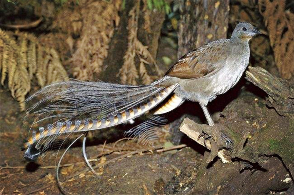 野外发现的奇特鸟,原始山林发现奇怪的鸟