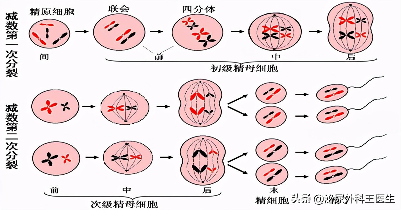 影响精子质量都有哪些因素,精子质量差如何提高精子质量