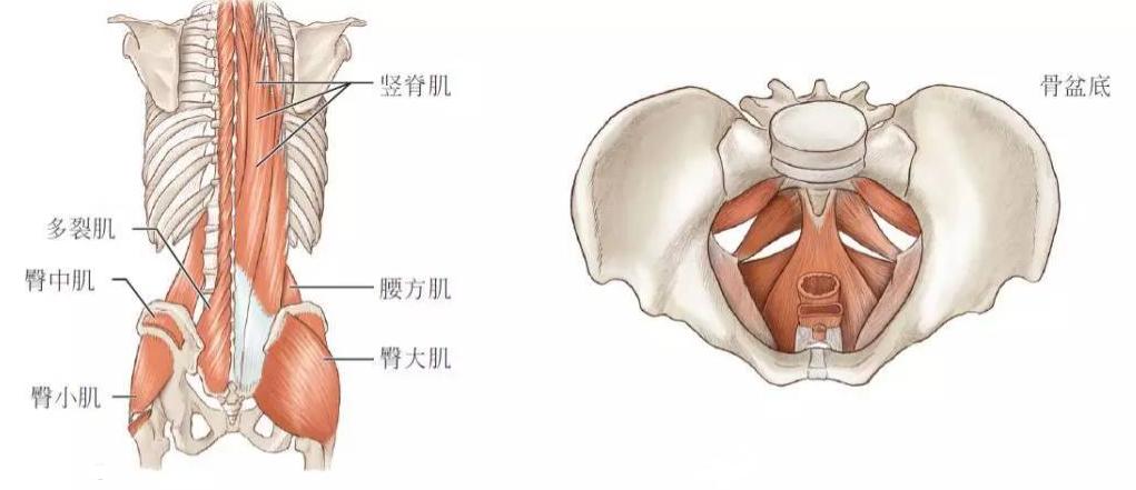 改善扁平臀提升臀线训练,推荐一个激活臀肌的入门级动作