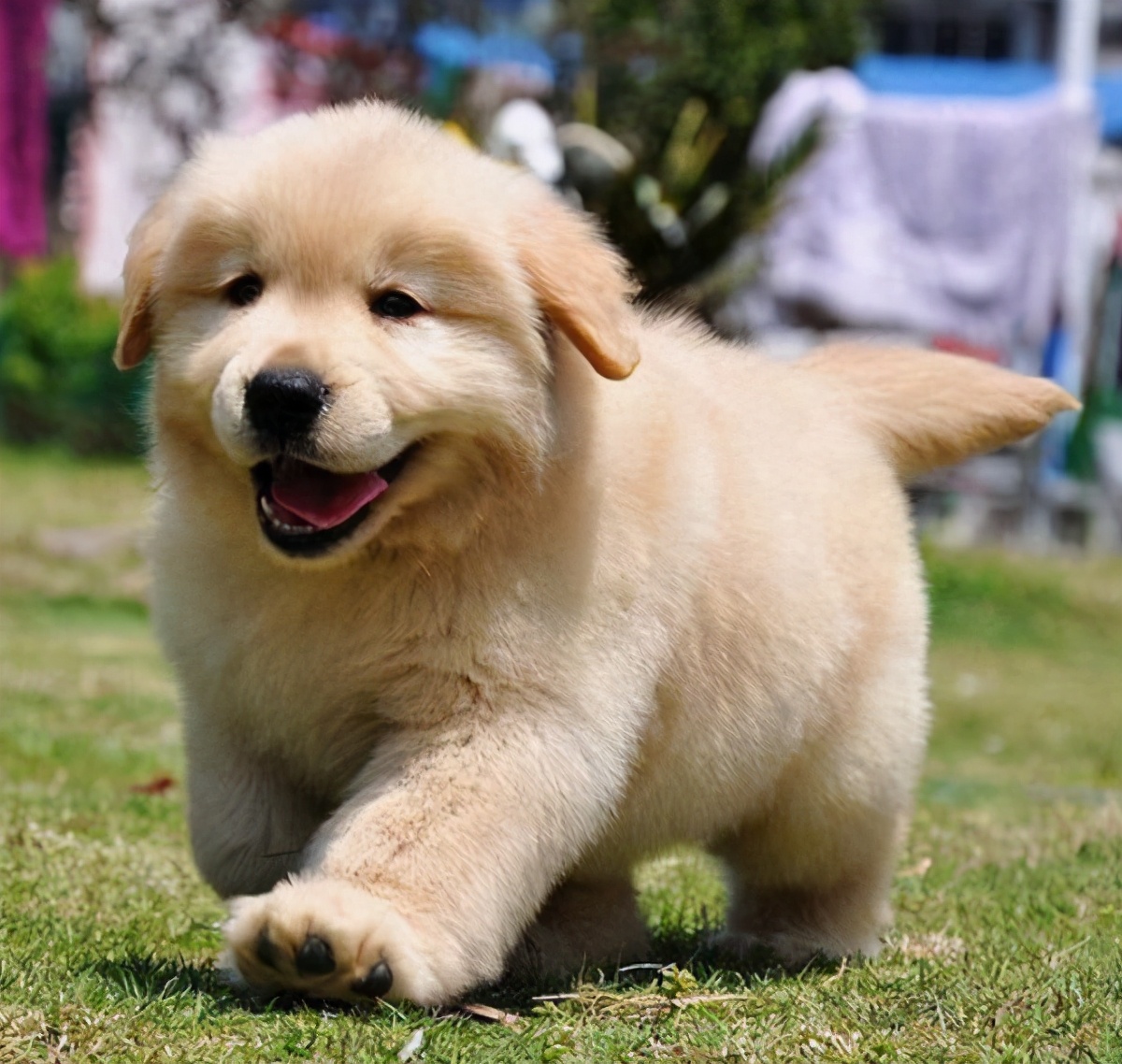 新手铲屎官如何挑选健康的猫咪,金毛新手铲屎官养狗需要准备什么