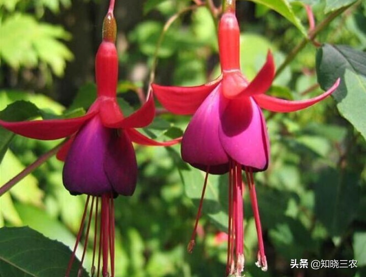 倒挂金钟放什么肥料最好,倒挂金钟施肥多了叶子发蔫怎么办