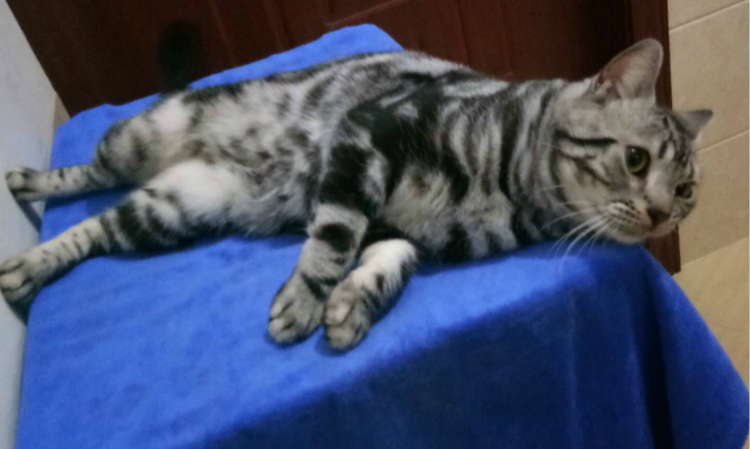 新手第一次养猫需要注意什么事项,新手养猫要注意什么给你22条建议