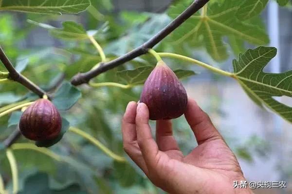 中医药专家讲解无花果功效和作用,无花果的秘密