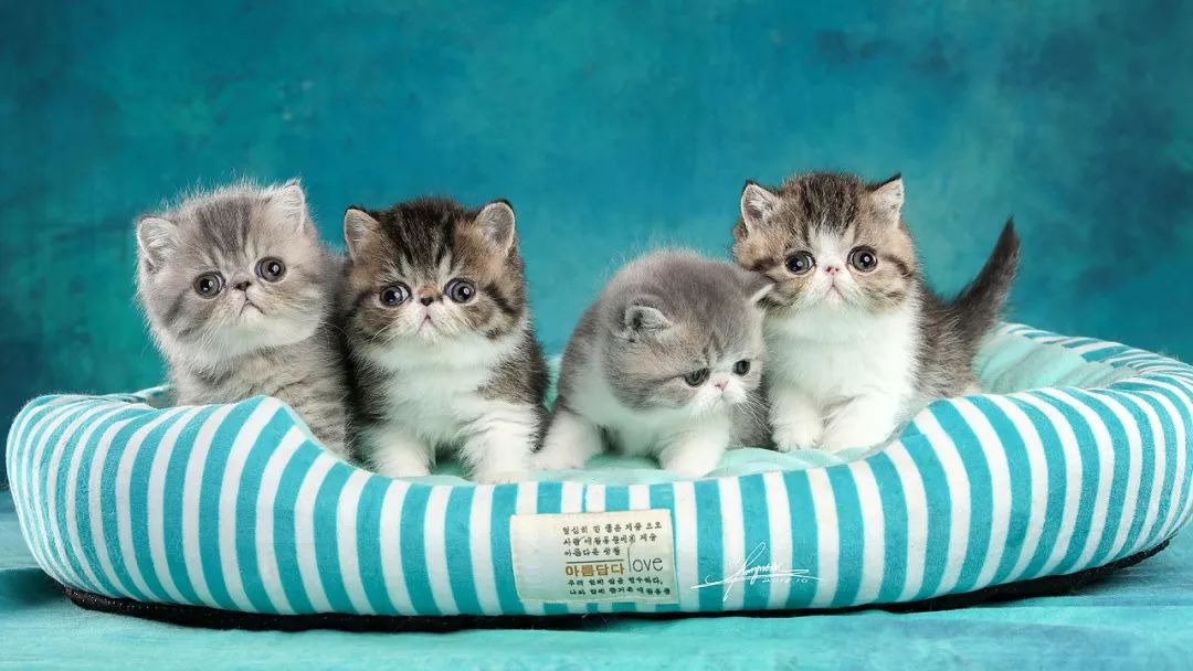 加菲猫到底讲了一个什么样的故事,带你了解加菲猫