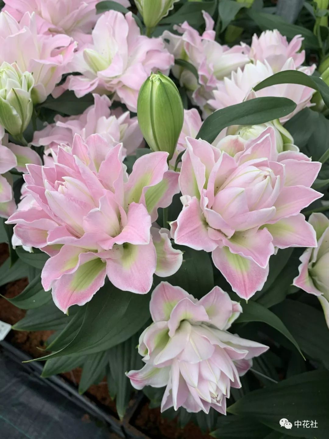 百合种球“*私走**”案引发蝴蝶效应，业内：这只是刚开始