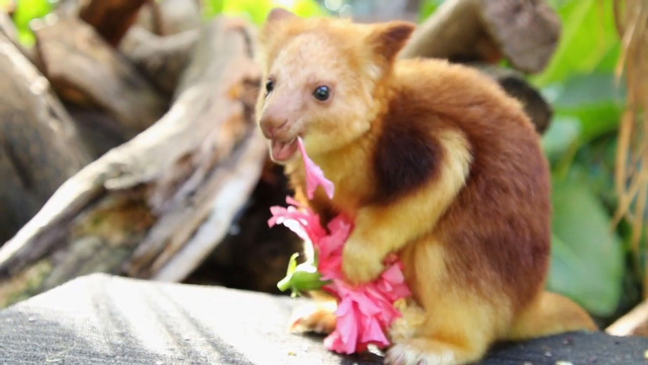 你见过会上树的鸡吗,世界上最萌的袋鼠