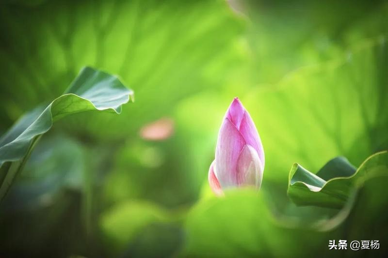 莲子埋入土里多久还可以发芽,莲子埋在泥里会发芽吗