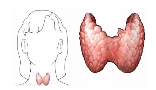 甲亢如何通过生物学治愈,甲亢症状对生育有很大的影响