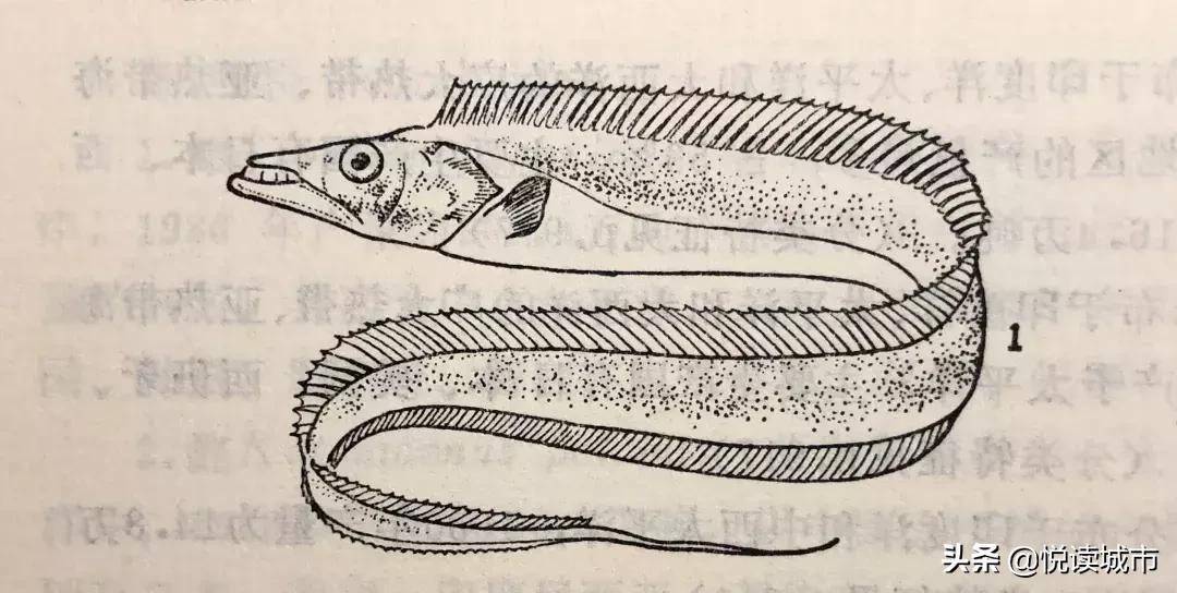 上海河道有什么好吃的鱼,上海好吃的鱼种有哪些鱼