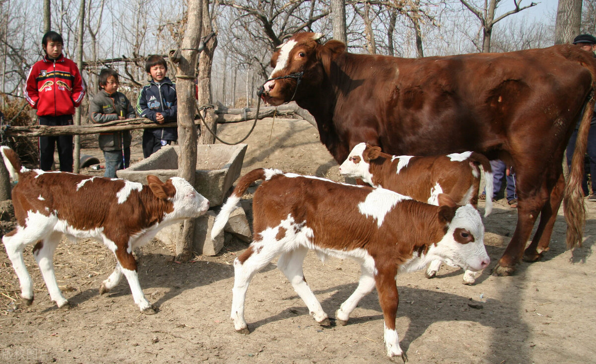 牛犊倒生怎样处理,牛犊早产怎么能救活