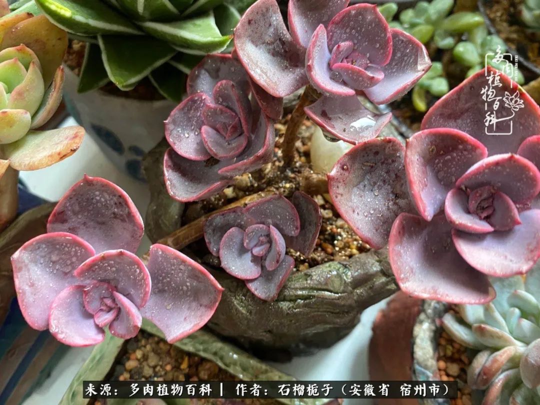 治愈系多肉：何以解忧，唯有多肉