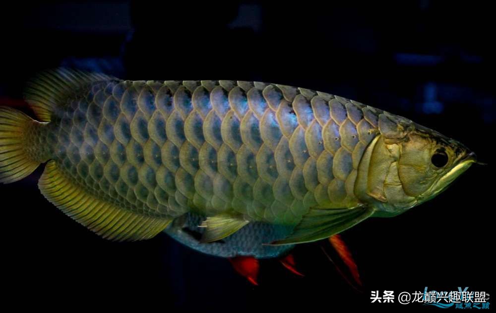 龙鱼受惊后关灯静养还是开灯,龙鱼刚到家应该开灯还是关灯静养