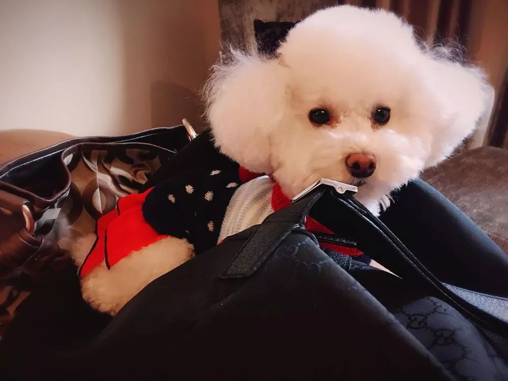 狗狗乱闻人怎么办,不让狗狗乱嗅怎么训练