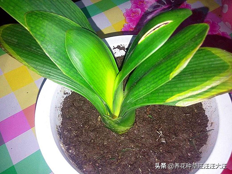 君子兰夜间发黄是什么原因,君子兰叶子发白的原因和解决方法