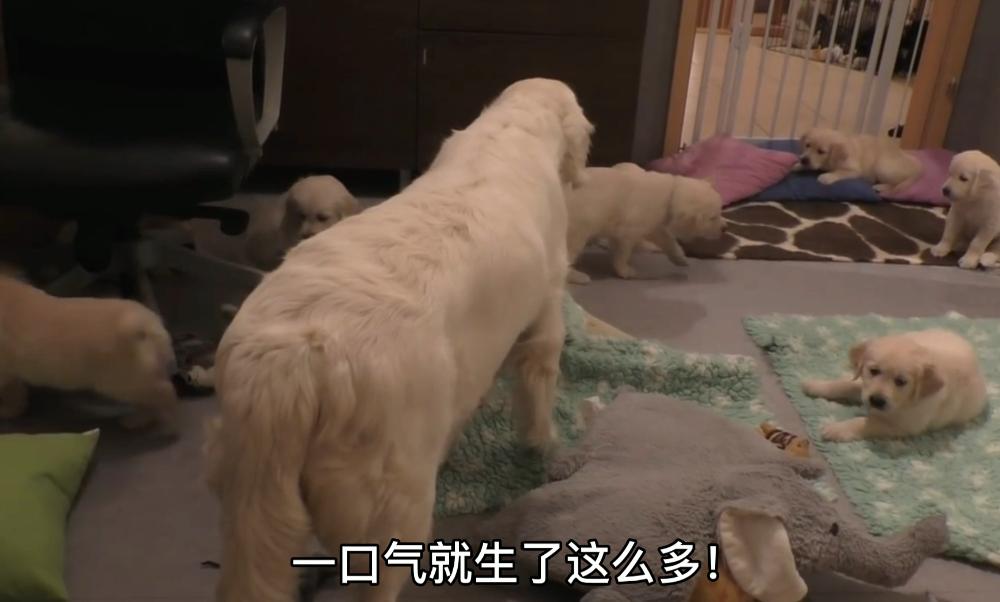 金毛生产了需要给小狗喂奶吗,金毛生了五只小狗生不下来