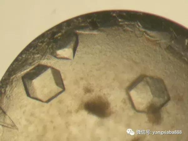 白对虾养殖正常死亡率,对虾病致死