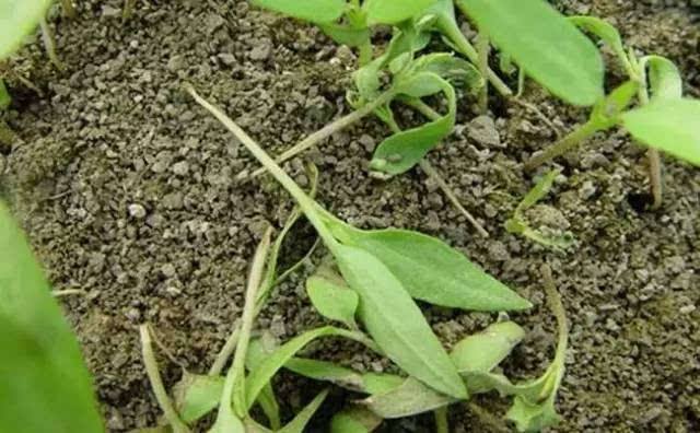 辣椒苗根部长白霉点是什么原因,辣椒茎杆腐烂并长白霉是什么病