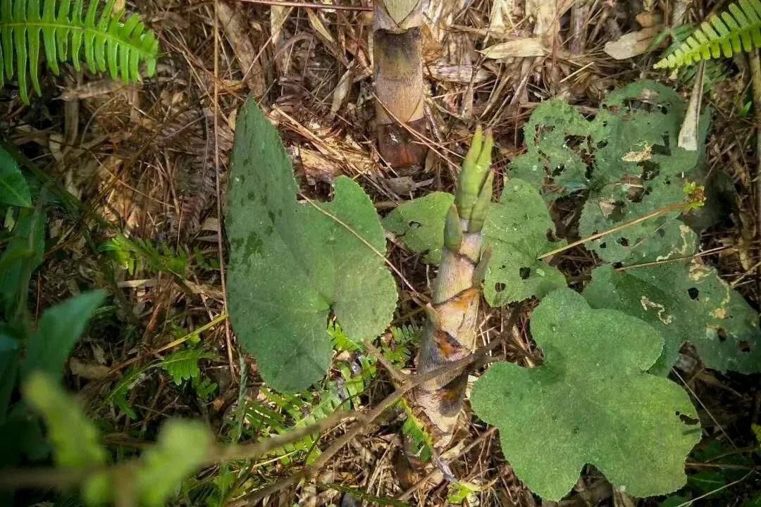人间四月天恰逢春意浓,人间四月天暮春时节