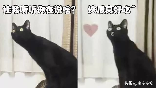 猫咪有一只耳朵很多黑色分泌物,猫咪耳朵褐色分泌物