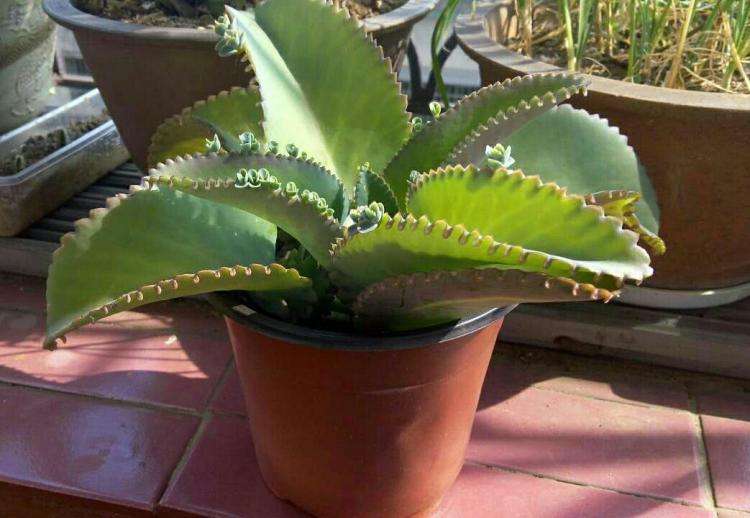 农村瓦片上长的多肉,农村多肉随便养