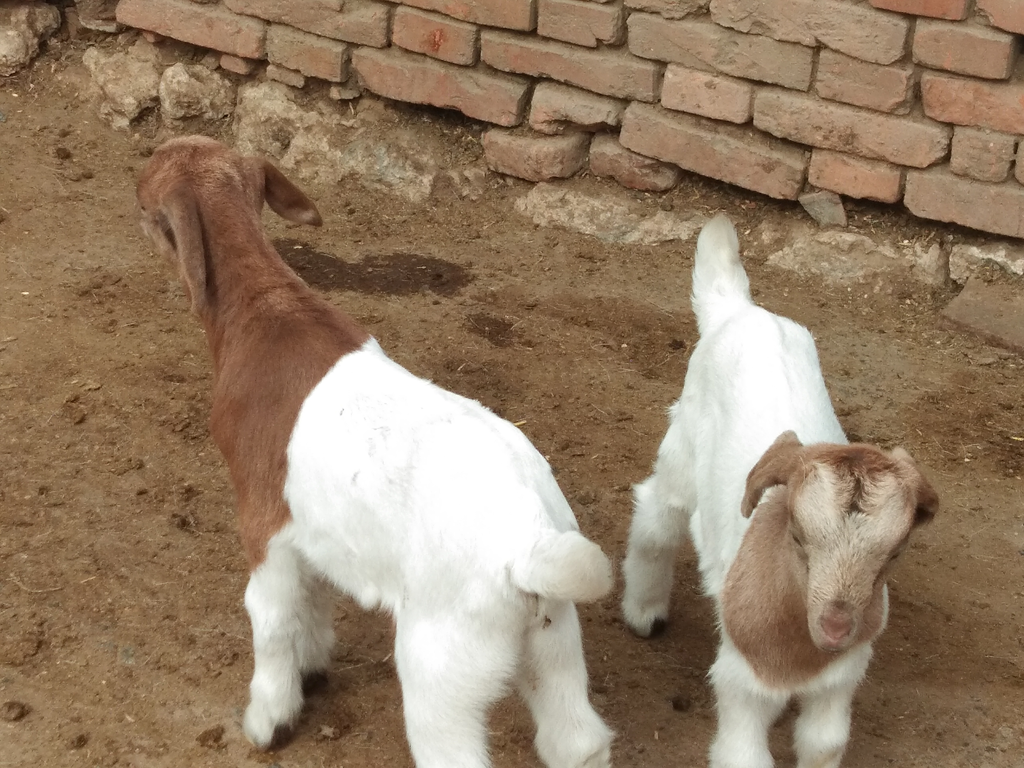 羊羔瘫软的原因及治疗方法,羊羔呼吸急促死亡什么原因