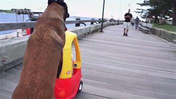 让狗狗带娃是什么体验?狗狗:“我为这个家操碎了心!”