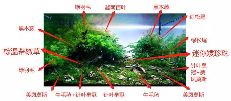 三角形构图水族造景,水族造景构图黄金比例