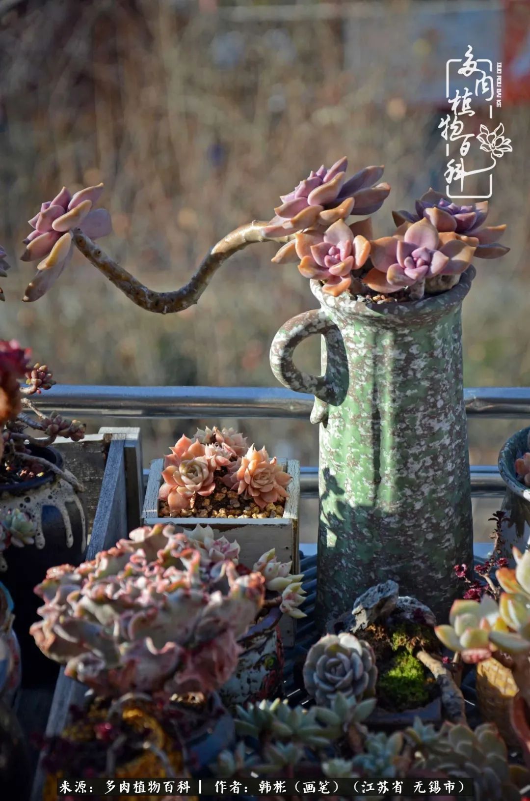 听音乐赏多肉,听音乐赏花赏美景