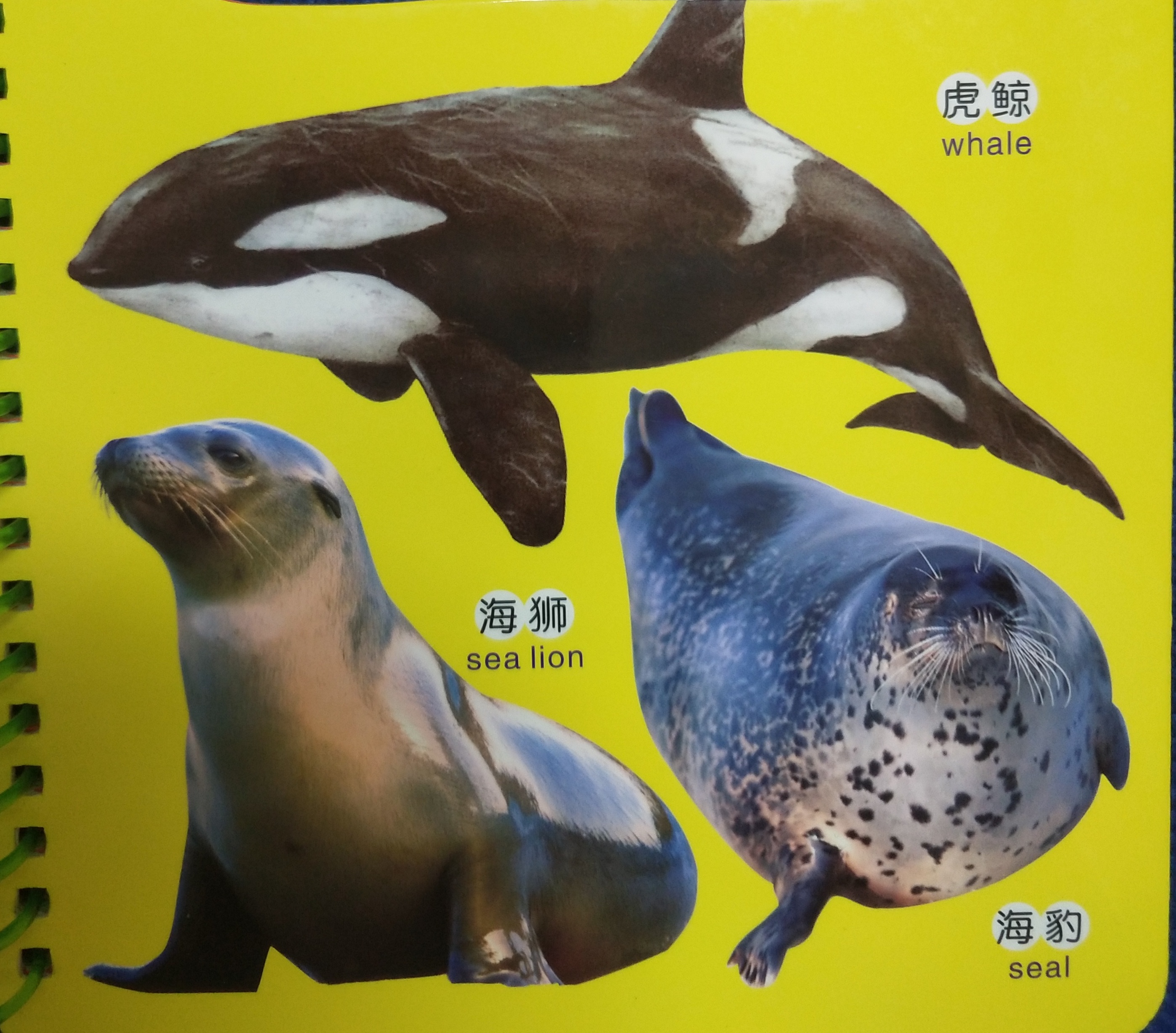 关于动物的绘本双语版,最会逃生的动物绘本