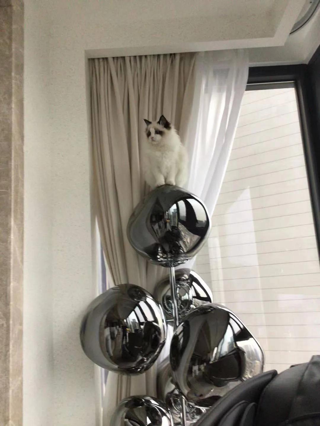 合租养猫劝退指南,《养猫劝退指南》