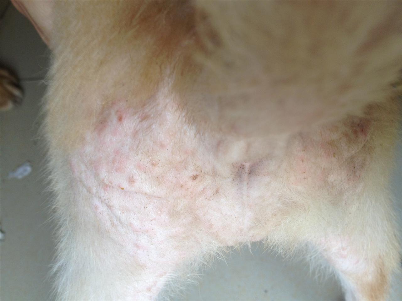 我家狗狗长“痘痘“了？你的一时疏忽可能让狗狗瘙痒难忍
