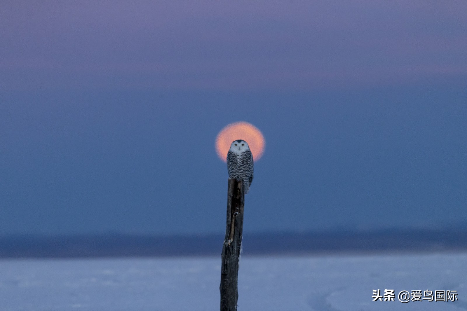 躁动的繁殖季节2021观鸟大年五月精华作品集
