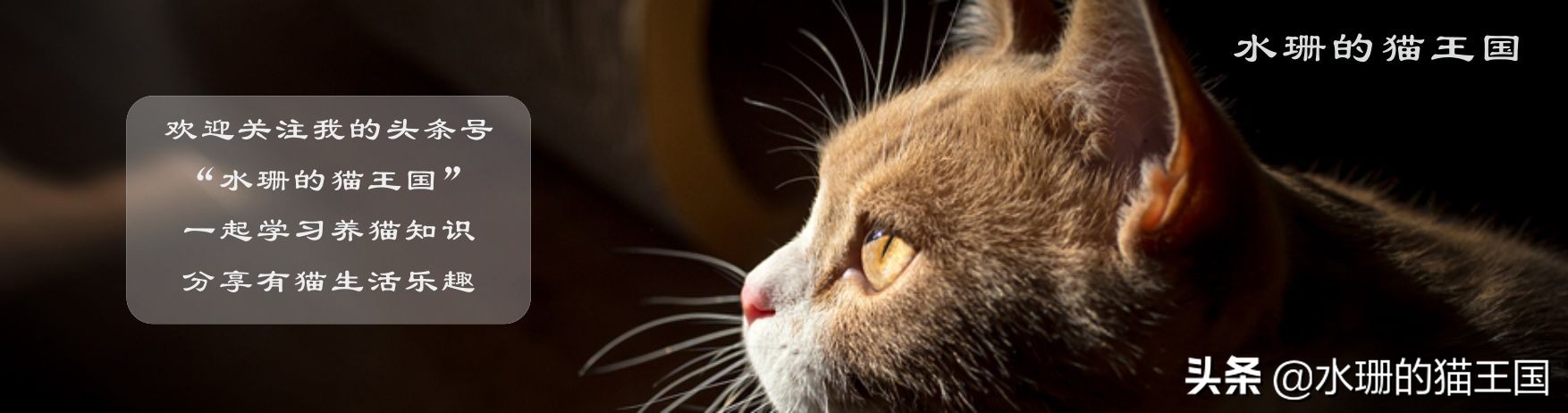 猫咪打嗝反胃怎么办,猫咪打嗝吐黄水怎么回事