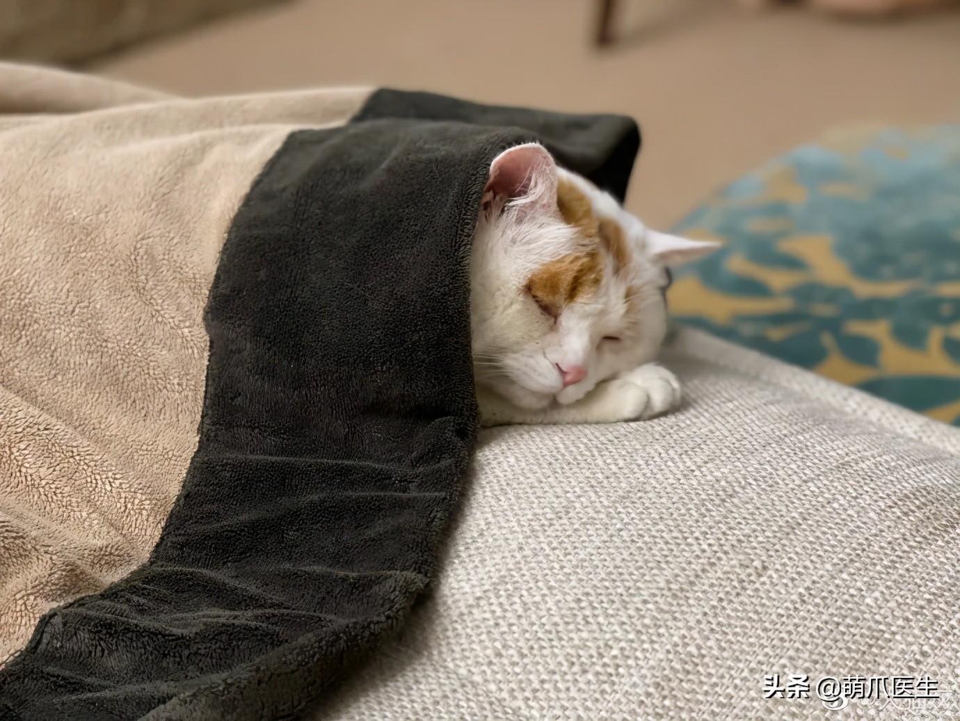 全网最可爱猫整天撒娇卖萌,全网最委屈的猫