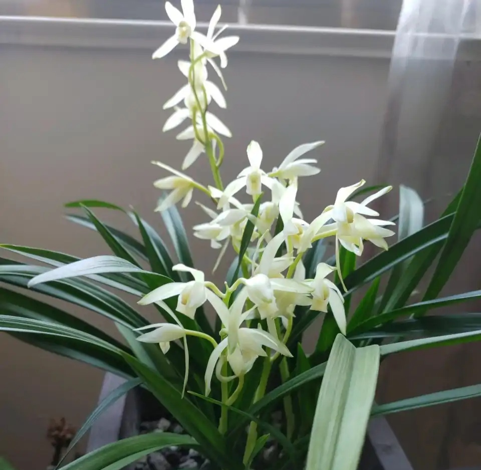 浇水过多死的植物,最容易浇死的6种花