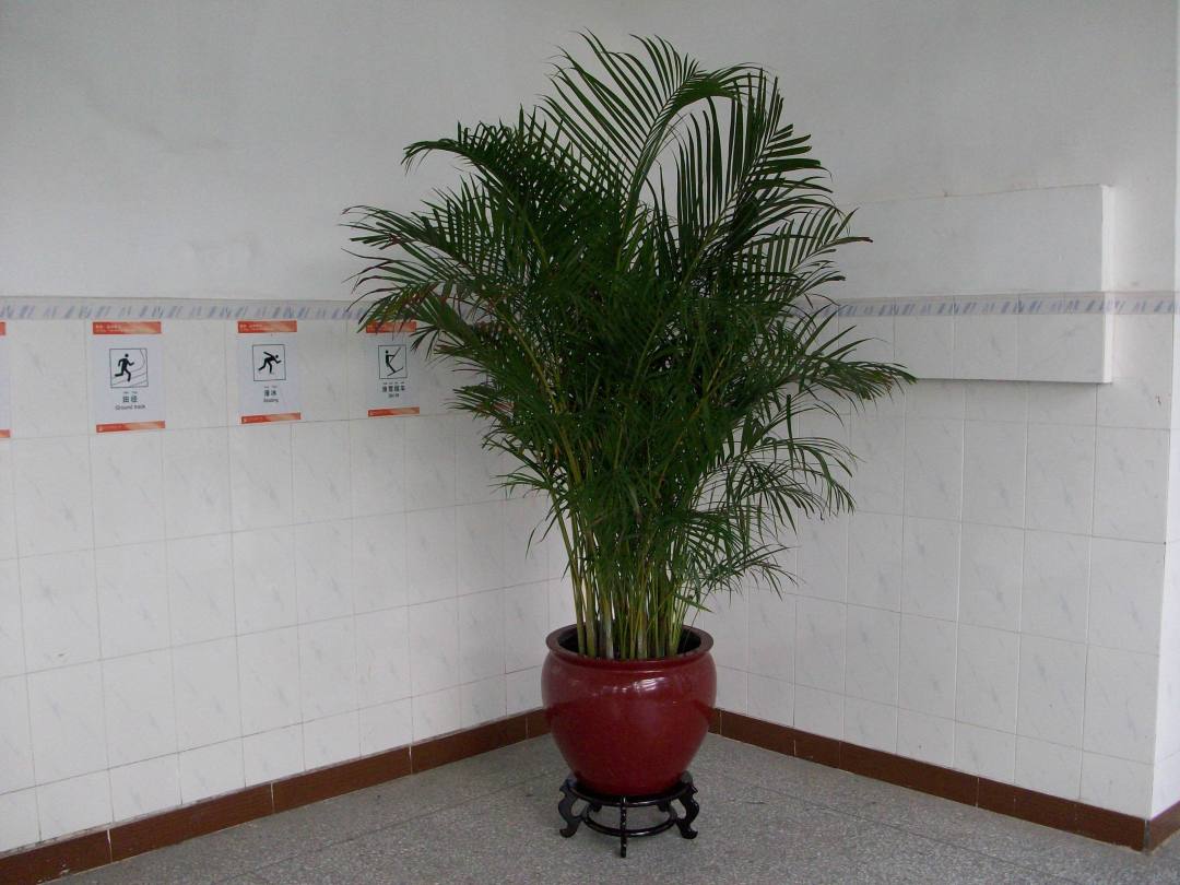 家里养凤尾长寿花好处,家里养凤尾竹的意思