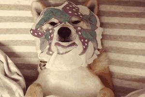 宠物spa的六大好处,宠物spa水疗