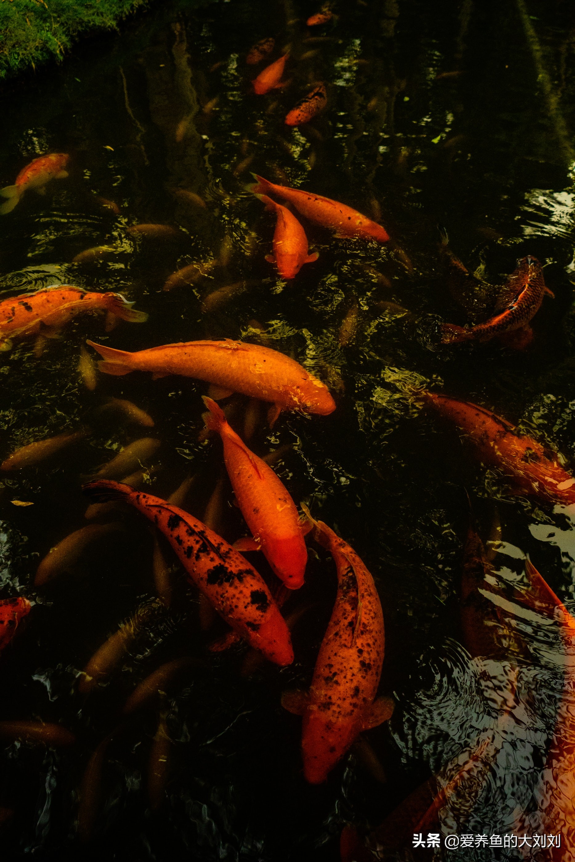 自制给鱼缸增氧最简单的方法,停电如何给鱼缸充氧