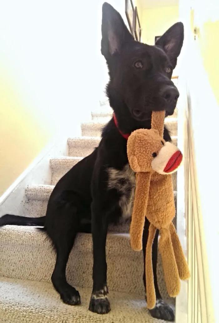 宠物谁能想到这是它最喜欢的玩具,网友分享宠物和它们最爱的玩具